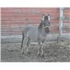 Image 1 : “Miss Molly” 4 year old mule