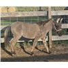 Image 2 : “Miss Molly” 4 year old mule