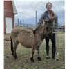 Image 3 : “Miss Molly” 4 year old mule