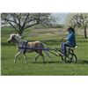 Image 10 : “Candy Man” 15 year old pony gelding