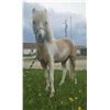 Image 11 : “Candy Man” 15 year old pony gelding