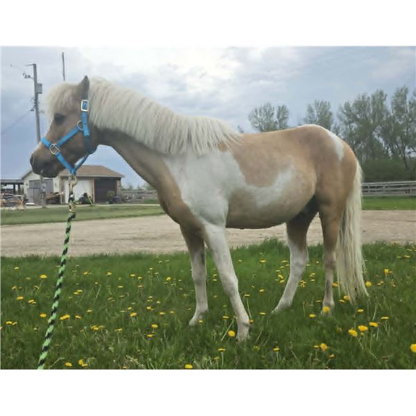 “Candy Man” 15 year old pony gelding