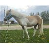 Image 1 : “Candy Man” 15 year old pony gelding