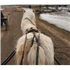 Image 2 : “Candy Man” 15 year old pony gelding