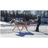 Image 3 : “Candy Man” 15 year old pony gelding