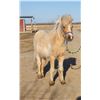 Image 5 : “Candy Man” 15 year old pony gelding