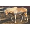 Image 8 : “Candy Man” 15 year old pony gelding