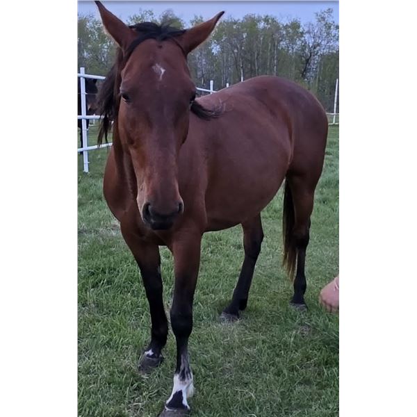 7 year old mare
