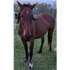 Image 1 : 7 year old mare