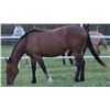 Image 2 : 7 year old mare