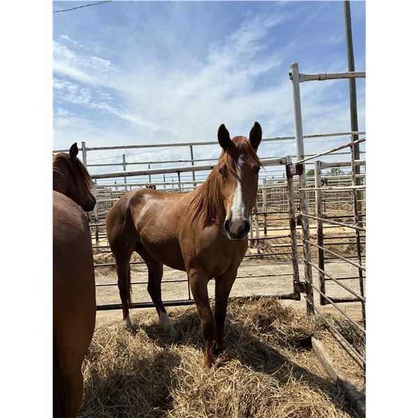 3 year old mare