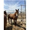Image 1 : 3 year old mare