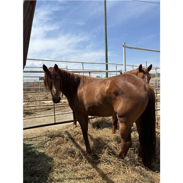 3 year old mare