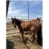 Image 1 : 3 year old mare