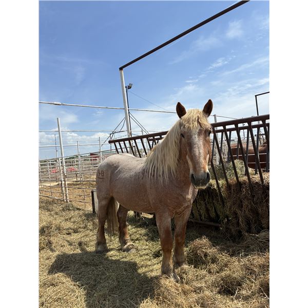 Belgian X Stud