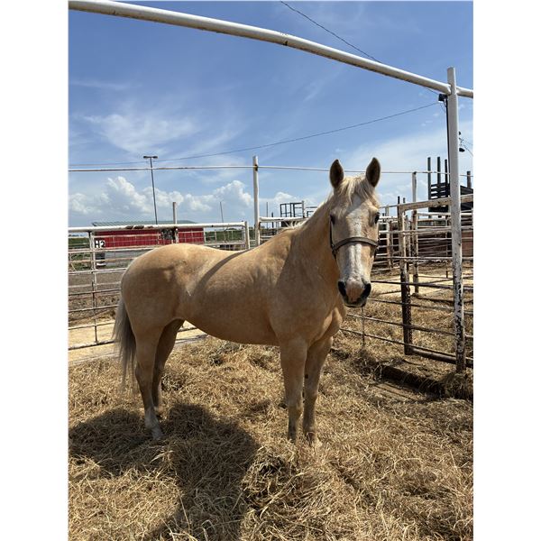 Palomino mare
