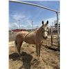 Image 1 : Palomino mare