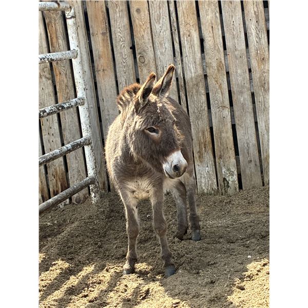 3 year old Jenny donkey