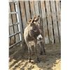 Image 1 : 3 year old Jenny donkey