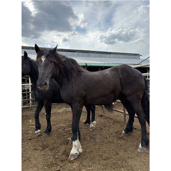 “Pearl” 26 year old mare