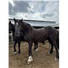 Image 1 : “Pearl” 26 year old mare