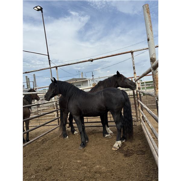 “Phoenix” 19 year old mare