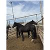 Image 1 : “Phoenix” 19 year old mare