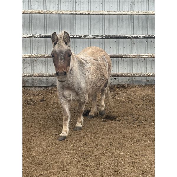 Mini Mule Molly 6 year old