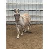 Image 1 : Mini Mule Molly 6 year old