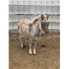 Image 2 : Mini Mule Molly 6 year old