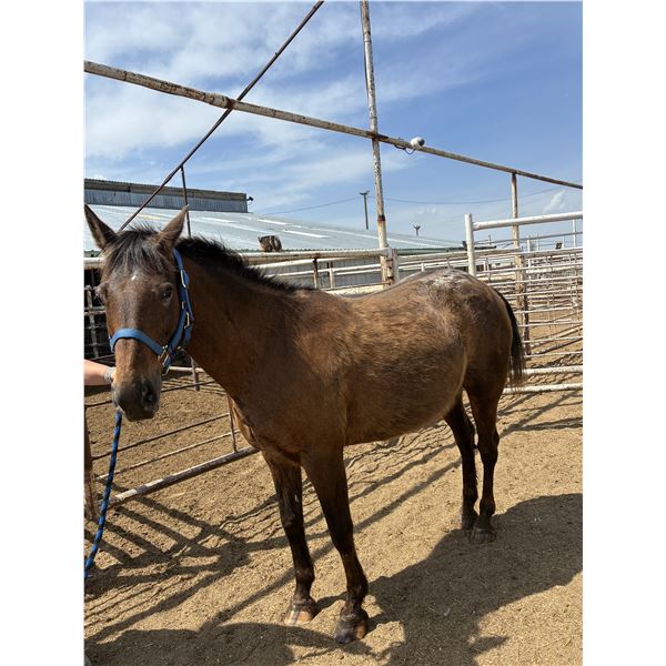 10-12 year old mare