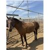 Image 1 : 10-12 year old mare