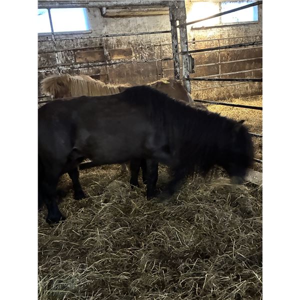 5 year old mini gelding