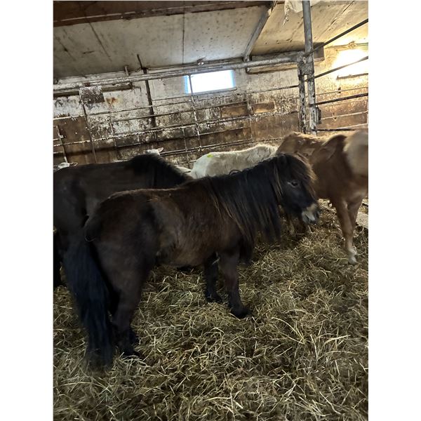 5 year old Mini Mare