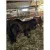 Image 1 : 5 year old Mini Mare