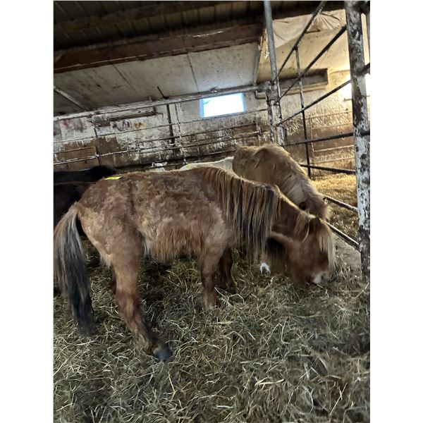 9 year old Mini Gelding