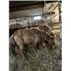 Image 1 : 9 year old Mini Gelding
