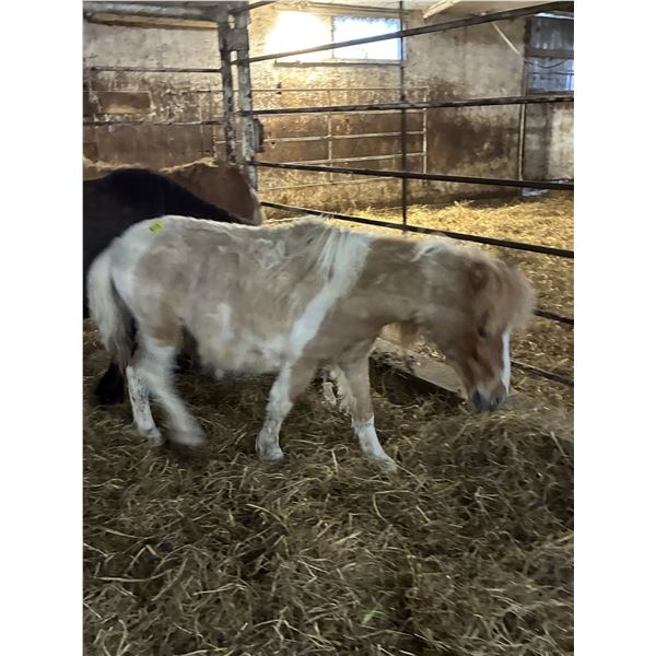 3 year old Mini Gelding