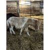 Image 1 : 3 year old Mini Gelding