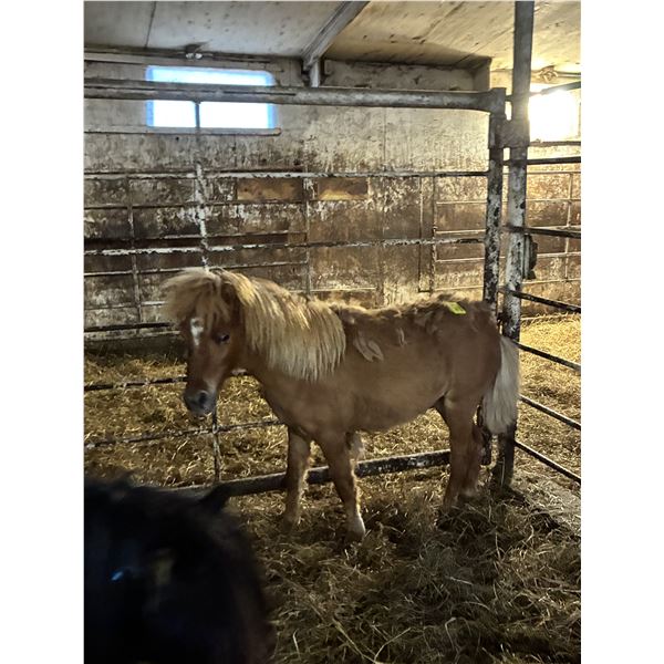 3 year old Mini Mare