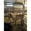 Image 1 : 3 year old Mini Mare
