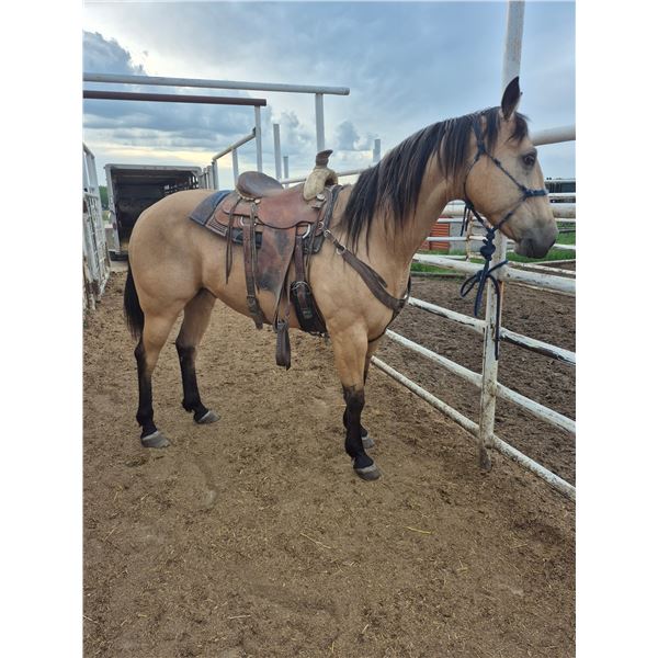 9 Year old Gelding