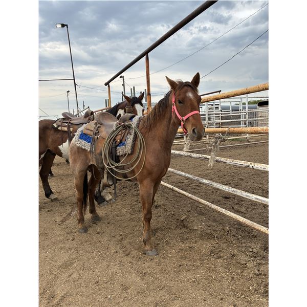 5 year old Gelding