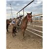 Image 1 : 5 year old Gelding