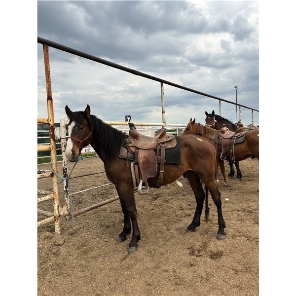 2 year old Gelding