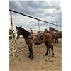 Image 1 : 2 year old Gelding