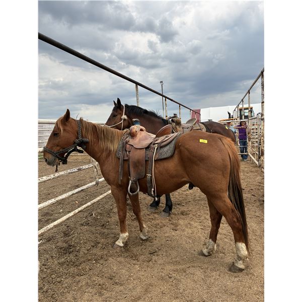 16 year old gelding