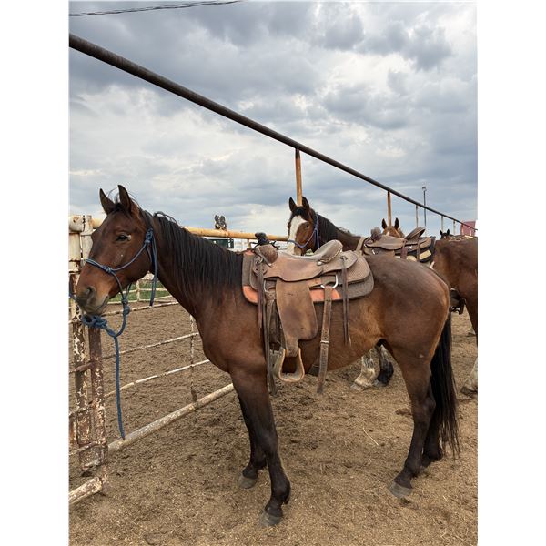 7 year gelding
