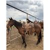 Image 1 : 7 year gelding