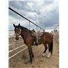 Image 1 : 3 year old Gelding